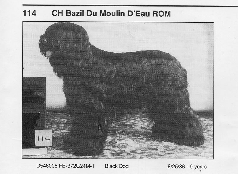 bazil2