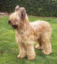 Clear tawny color